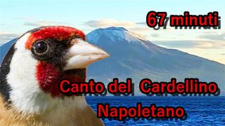 Canto Cardellino Napoletano - 67min