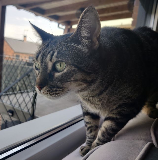 Cuidadora de gatos y mascotas. Catsitter