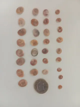 OREJITAS DE MAR NATURALES
precio por unidad.