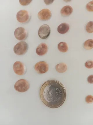 OREJITAS DE MAR NATURALES
precio por unidad.