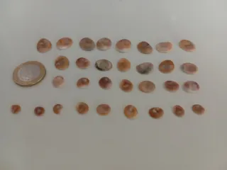 OREJITAS DE MAR NATURALES
precio por unidad.