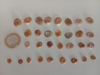 OREJITAS DE MAR NATURALES
precio por unidad.