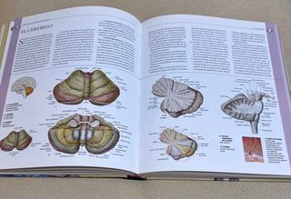 Atlas ilustrado de anatomía (Spanish Edition)