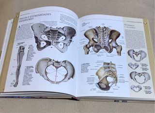 Atlas ilustrado de anatomía (Spanish Edition)
