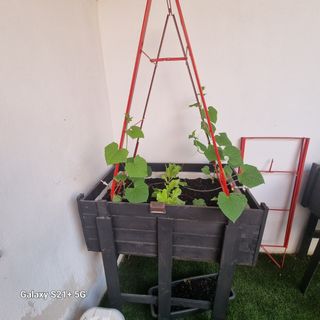 Huerto vertical - Cultivo urbano.