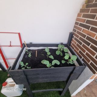 Huerto vertical - Cultivo urbano.