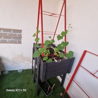 Huerto vertical - Cultivo urbano.