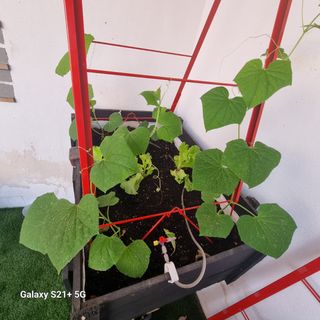 Huerto vertical - Cultivo urbano.