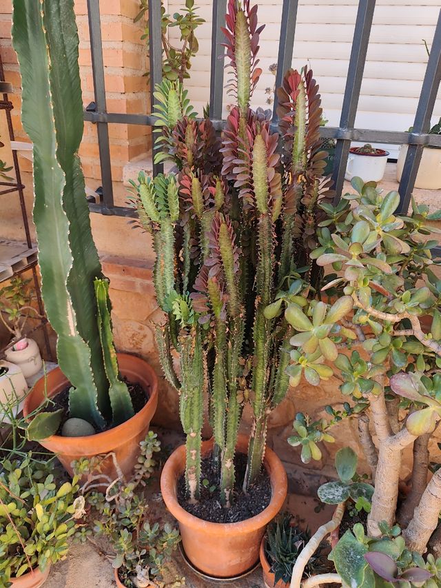 Cactus Euphorbia Eritrea