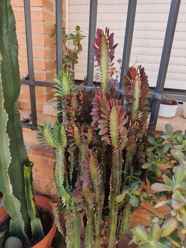 Cactus Euphorbia Eritrea