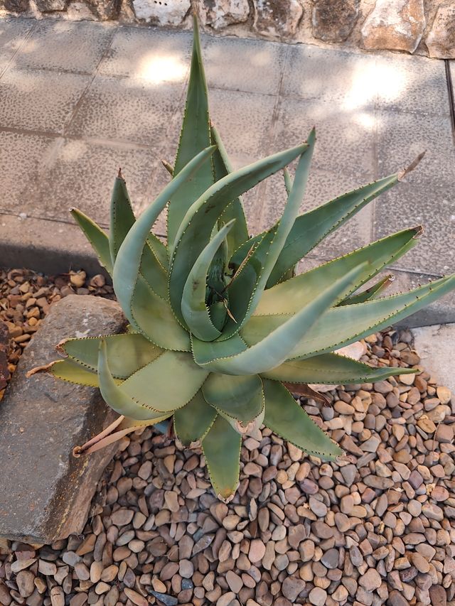 Aloe vera grande - Planta