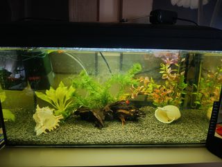 Acuario 60L -pecera usada