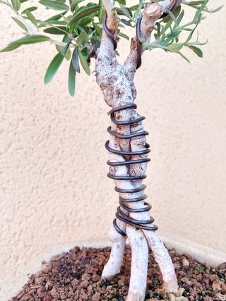 Bonsáis Acebuche - Miniaturas