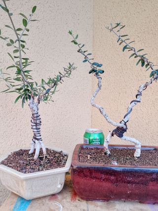 Bonsáis Acebuche - Miniaturas