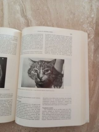 Medicina y terapéutica felinas