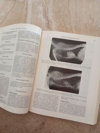 Medicina y terapéutica felinas