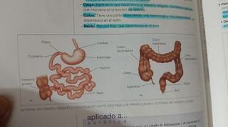 Anatomia y Fisiologia Humanas Basicas