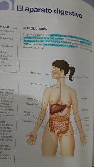Anatomia y Fisiologia Humanas Basicas