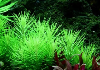 Pogostemon decanensis – Plantas de acuario