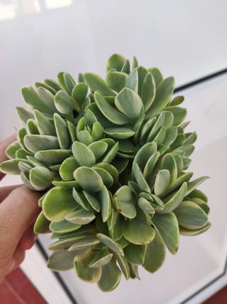 Crassula argentea variegada