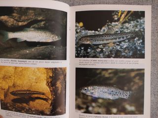 Guía de los peces continentales de la Penínsu...