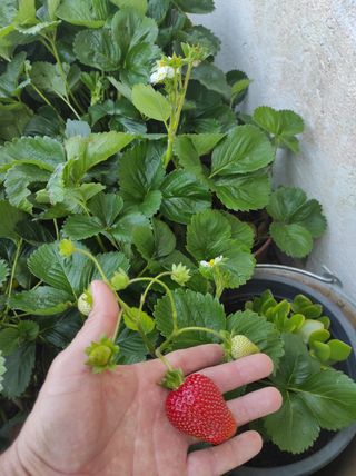 Fresas planta