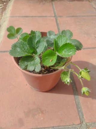 Fresas planta