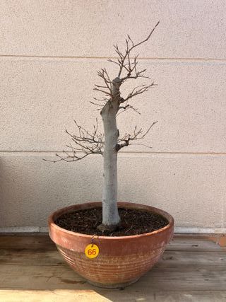 Bonsái Fagus sylvatica