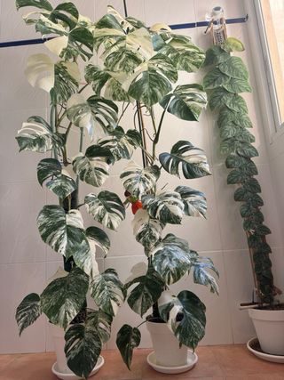 2 Monstera deliciosa variegata