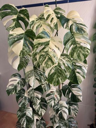 2 Monstera deliciosa variegata