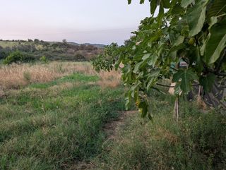 Finca rústica de regadío 