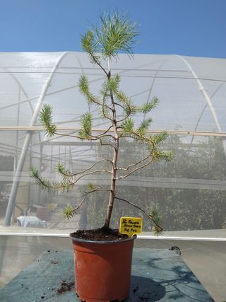 Pino Piñonero Pinus Pinea - Bonsái