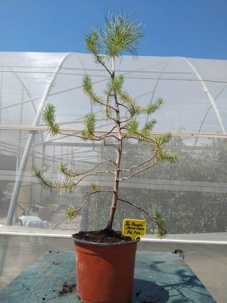 Pino Piñonero Pinus Pinea - Bonsái