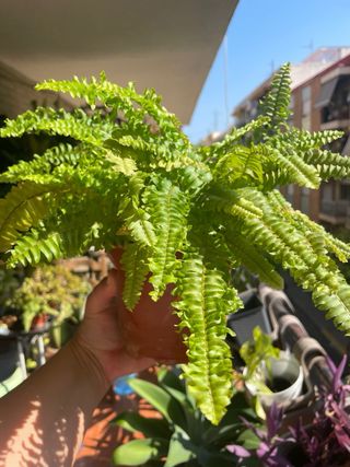 Helecho Nephrolepis - Planta joven