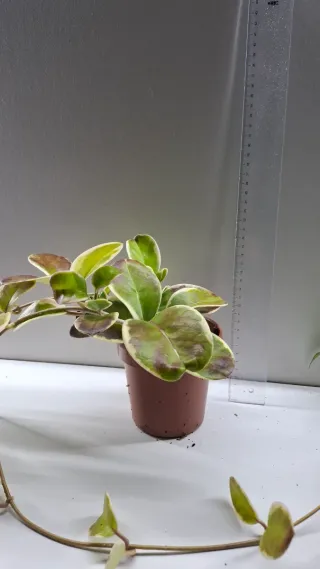 Hoya Australis Blondie - Planta