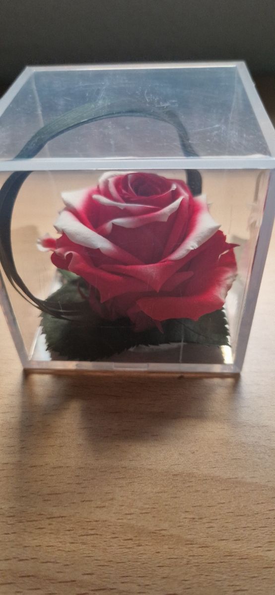 Rosa preservada, en su caja, color rojo y blanco.