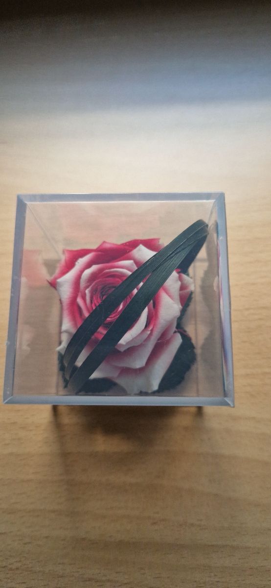 Rosa preservada, en su caja, color rojo y blanco.