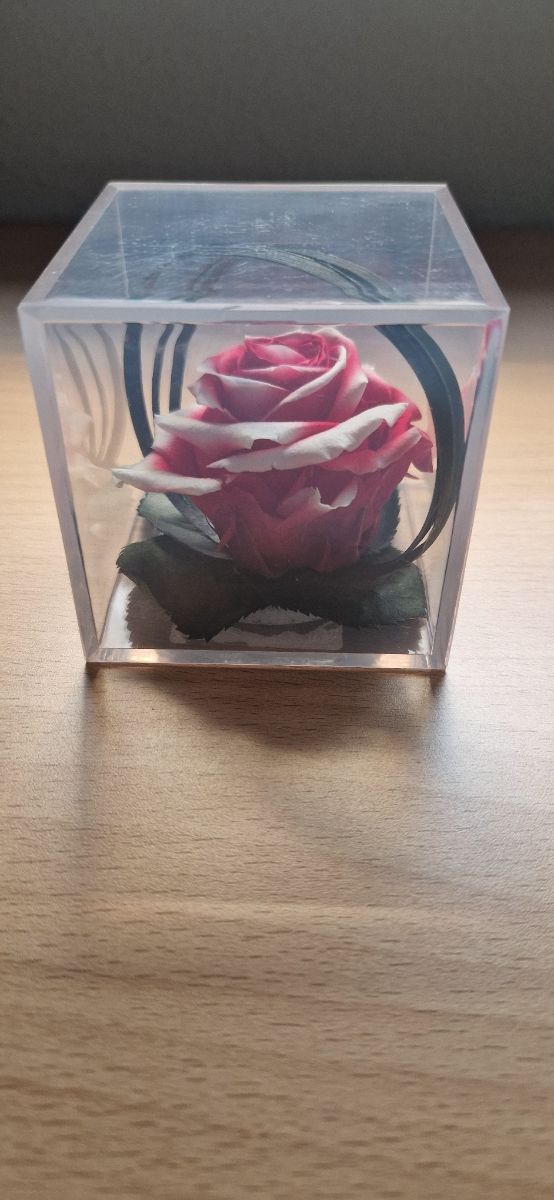 Rosa preservada, en su caja, color rojo y blanco.