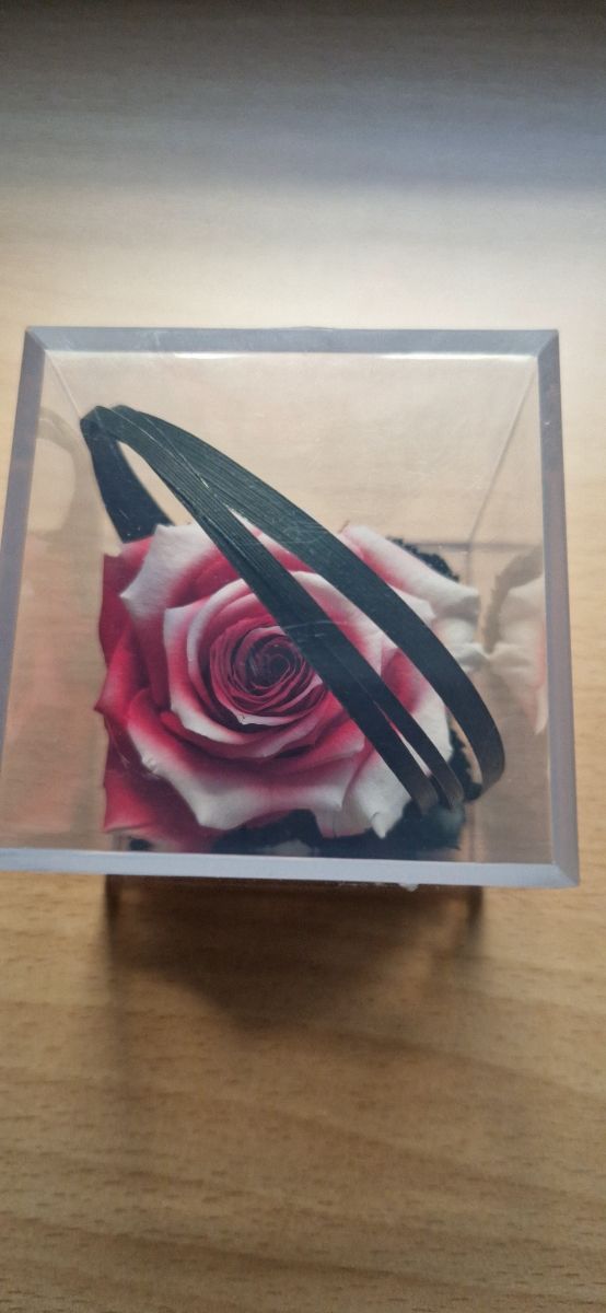 Rosa preservada, en su caja, color rojo y blanco.