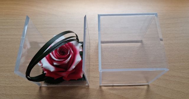 Rosa preservada, en su caja, color rojo y blanco.