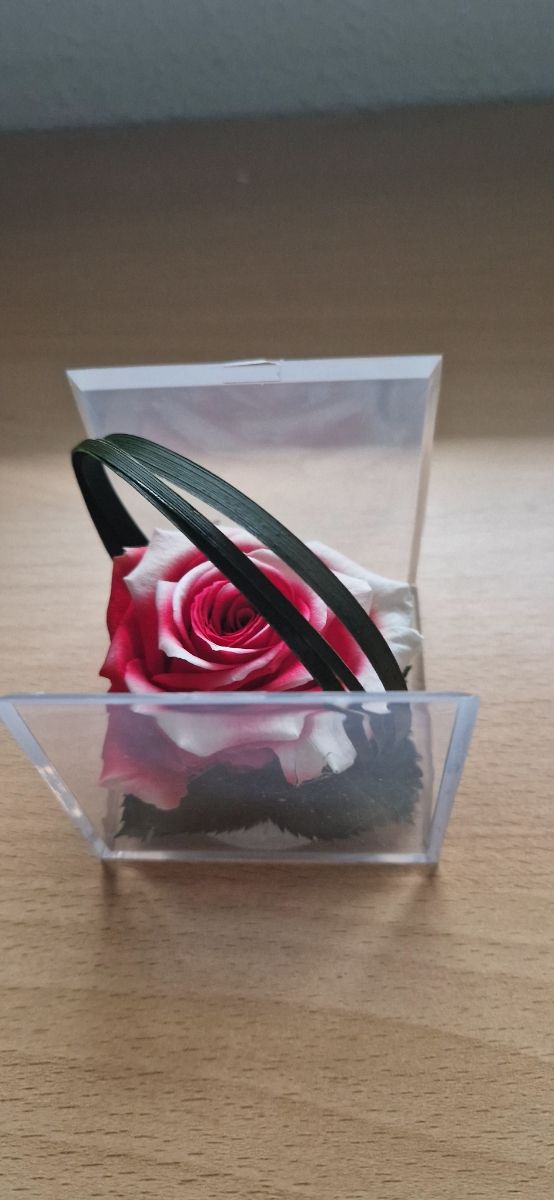 Rosa preservada, en su caja, color rojo y blanco.