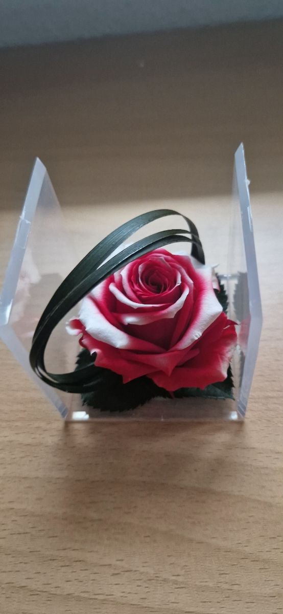 Rosa preservada, en su caja, color rojo y blanco.