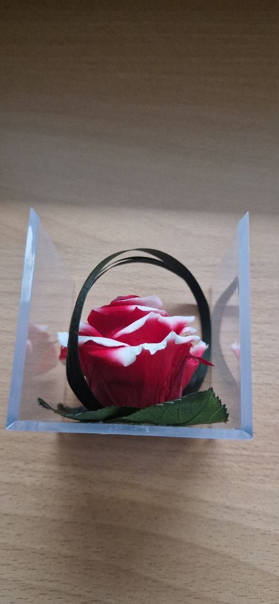 Rosa preservada, en su caja, color rojo y blanco.