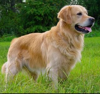 paseador de perros en Illescas