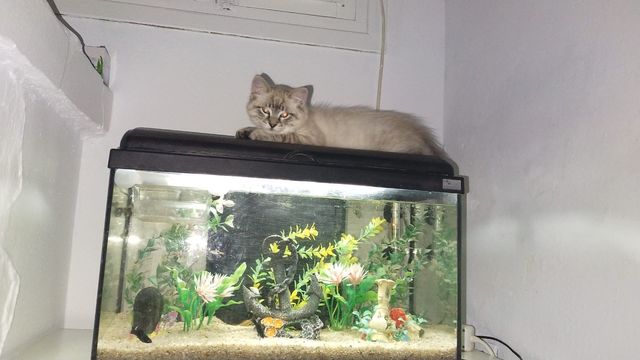 Acuario completo con accesorios