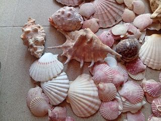 Conchiglie varie: grandi e piccole