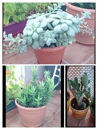 OFERTA! 3 plantas grandes: Aloe, suculenta y Cactu