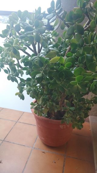 Planta Jade - Crassula ovata