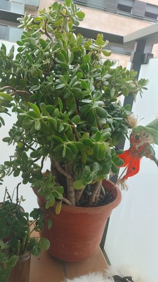 Planta Jade - Crassula ovata