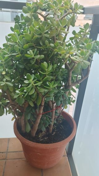 Planta Jade - Crassula ovata